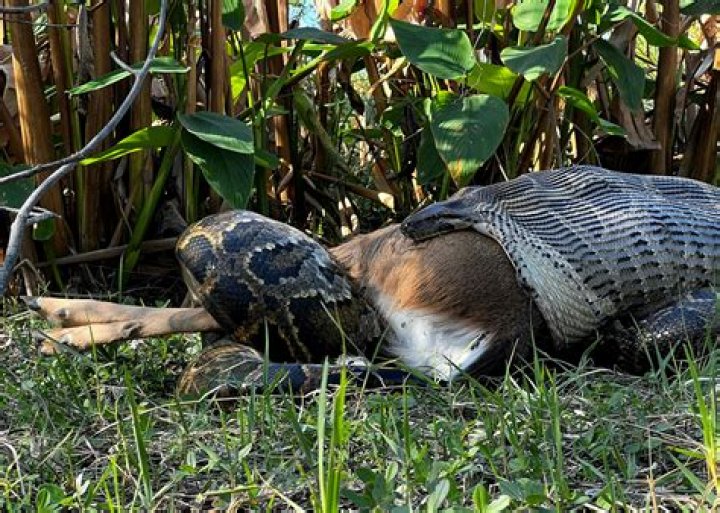 Can a snake eat itself to death?