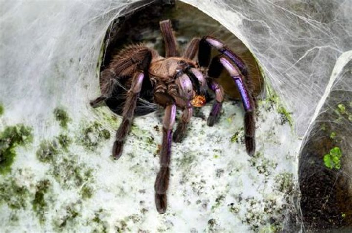 Can a tarantula regrow a leg?