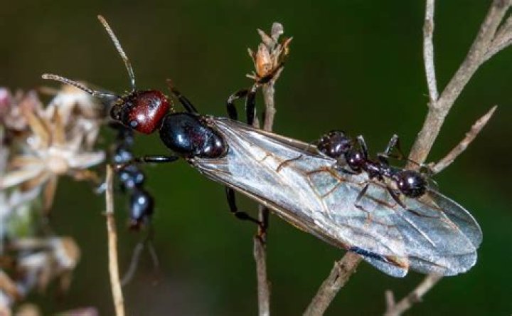 Can ants grow their antennae back?
