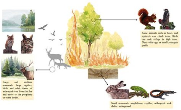 Can any animal breathe fire?