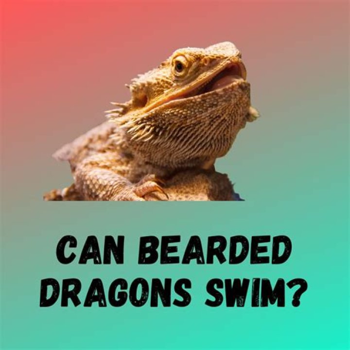 Can Beardies swim?
