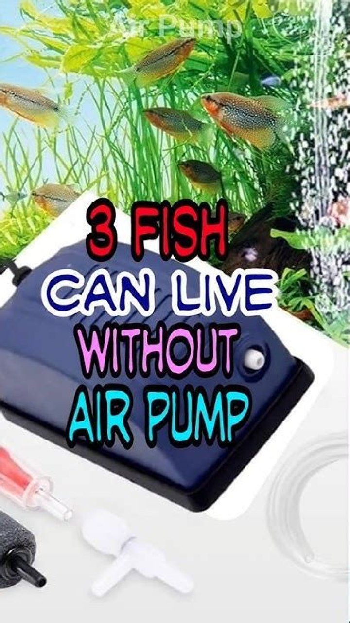 Can betta live without air pump?