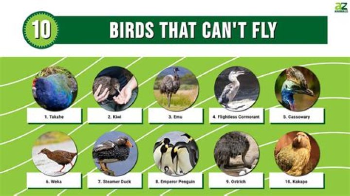 Can birds fly forever?