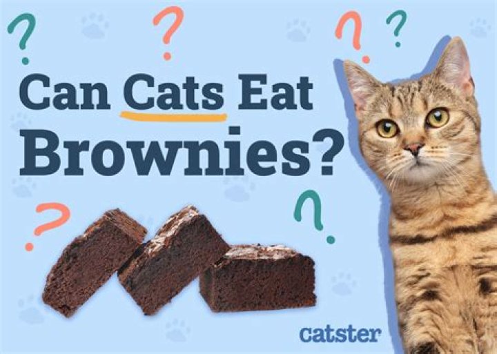 Can cats eat brownies?