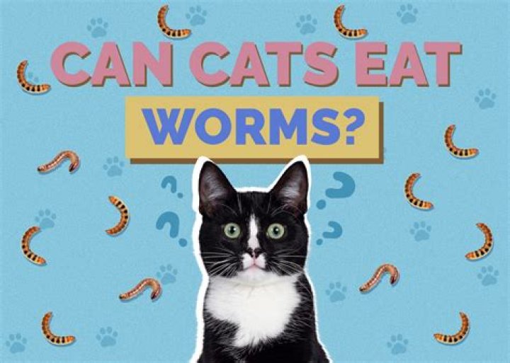 Can cats eat silkworms?