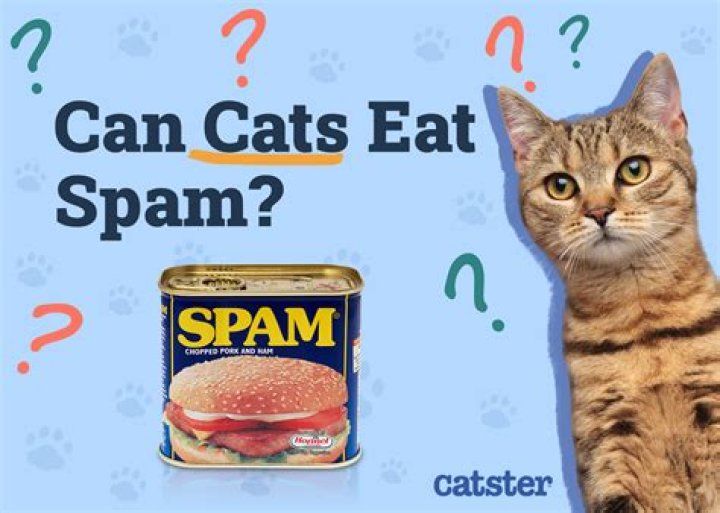 Can cats eat Spam?