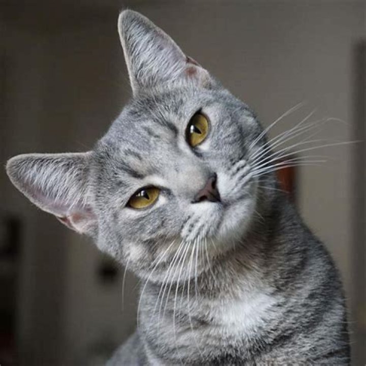Can cats see in total darkness?