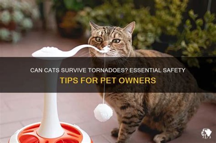 Can cats survive a tornado?