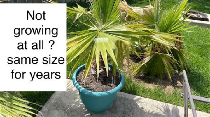 Can Christmas palms grow in pots?