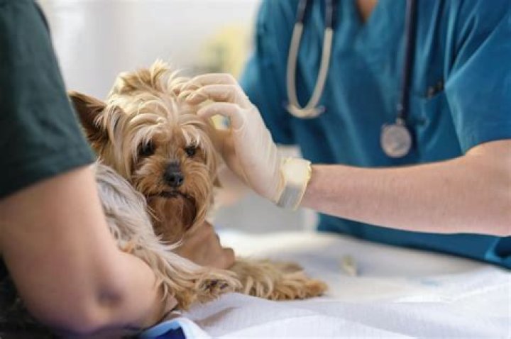 Can doctors own pets?