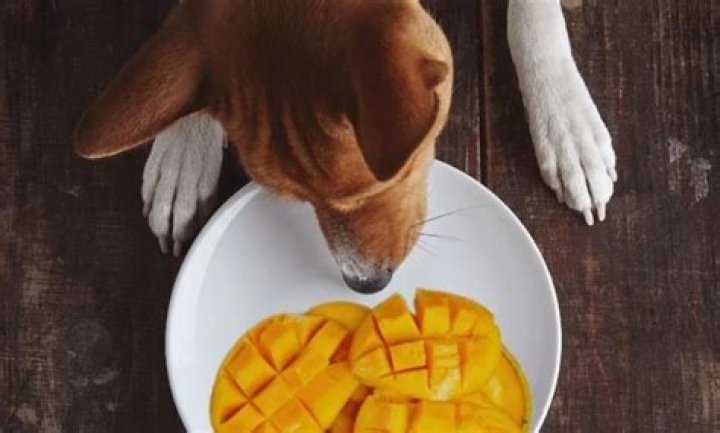 Can dogs eat mango?