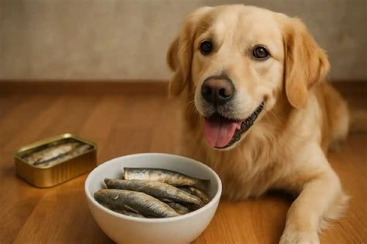 Can dogs eat sardines?