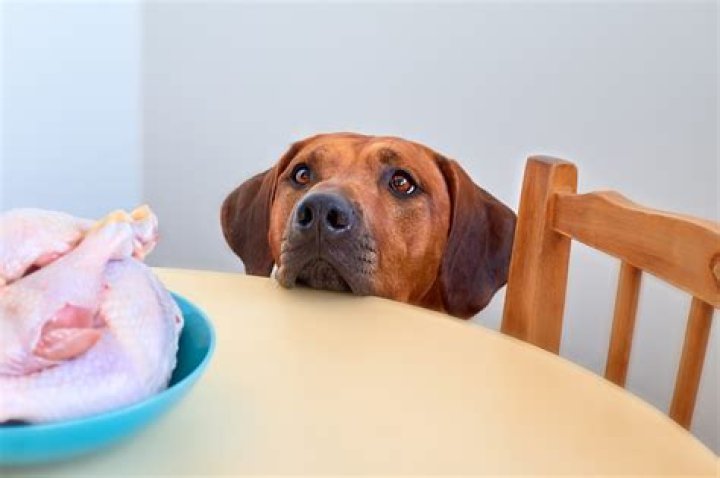 Can dogs eat turkey?