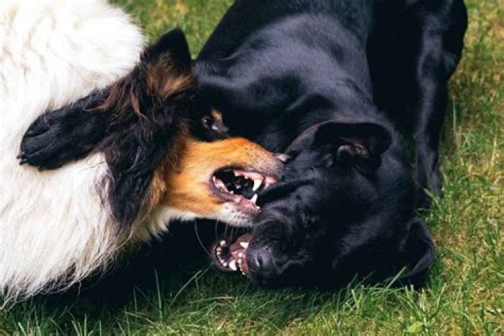 Can dogs live together after fighting?