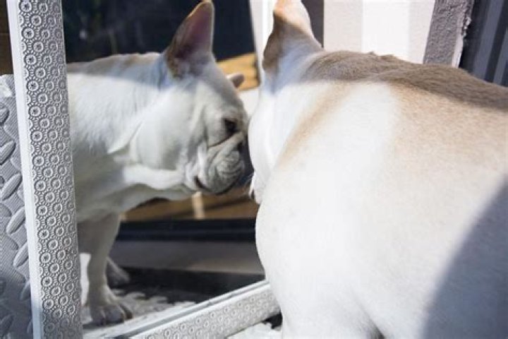 Can dogs recognize themselves in a mirror?
