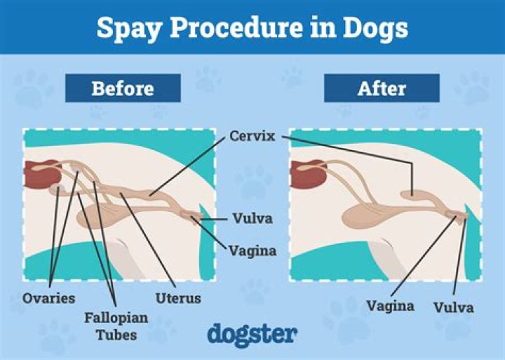 Can dogs smell a period?