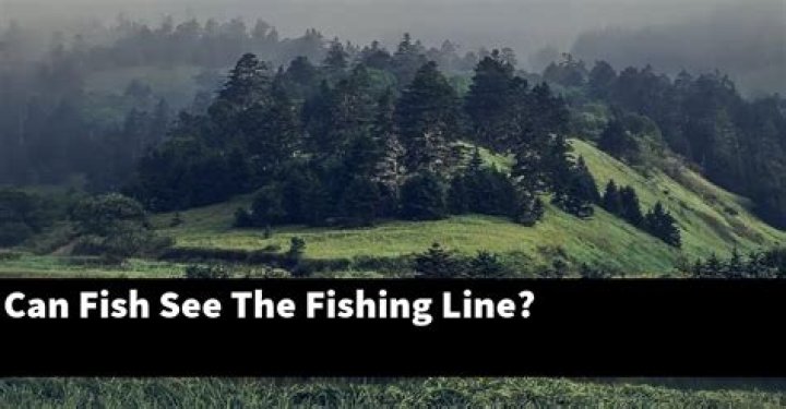 Can fish see the fishing line?