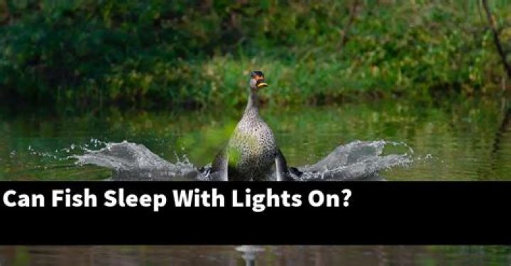 Can fish sleep with lights on?