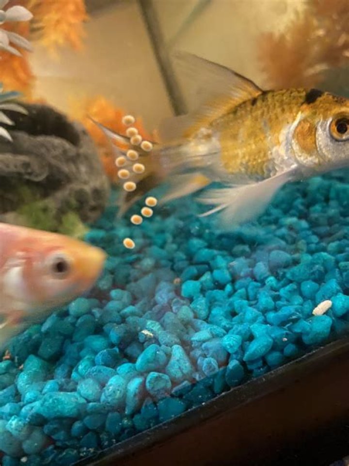 Can goldfish lay eggs without male?