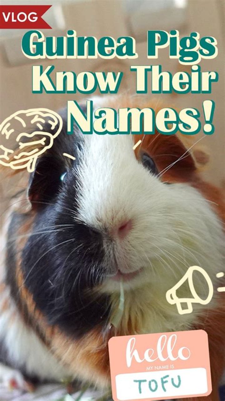 Can guinea pigs know their name?