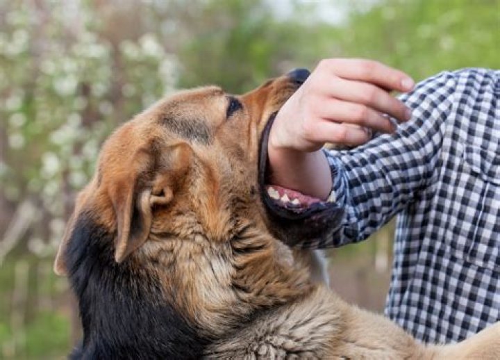 Can healthy dog bite cause rabies?