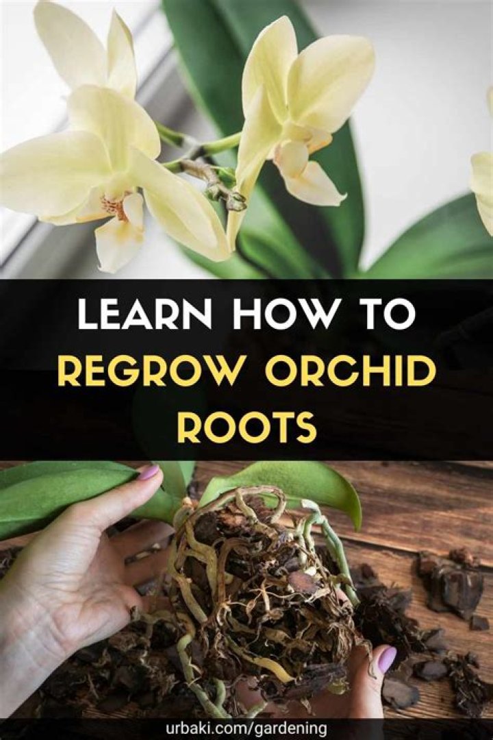 Can hostas regrow roots?