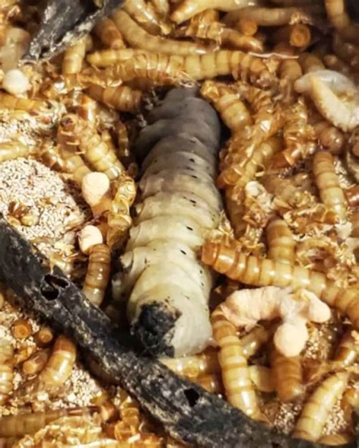 Can humans eat mealworms?