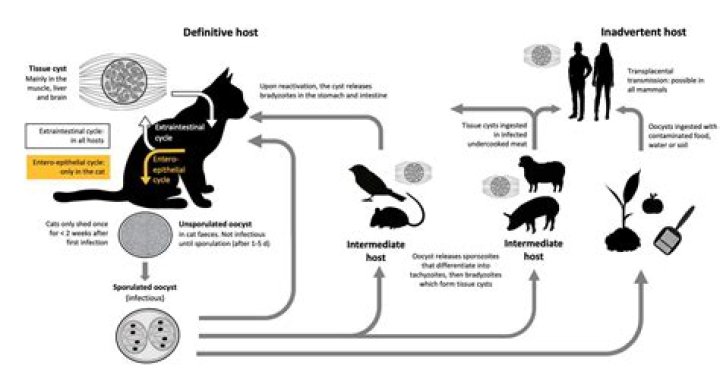 Can humans get toxoplasmosis from cats?