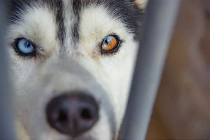 Can humans have Husky eyes?