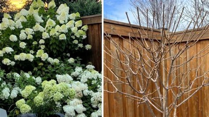 Can I cut my hydrangea back in December?