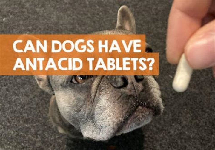 Can I give my dog antacid for gas?