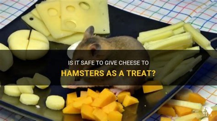 Can I give my hamster cheese?