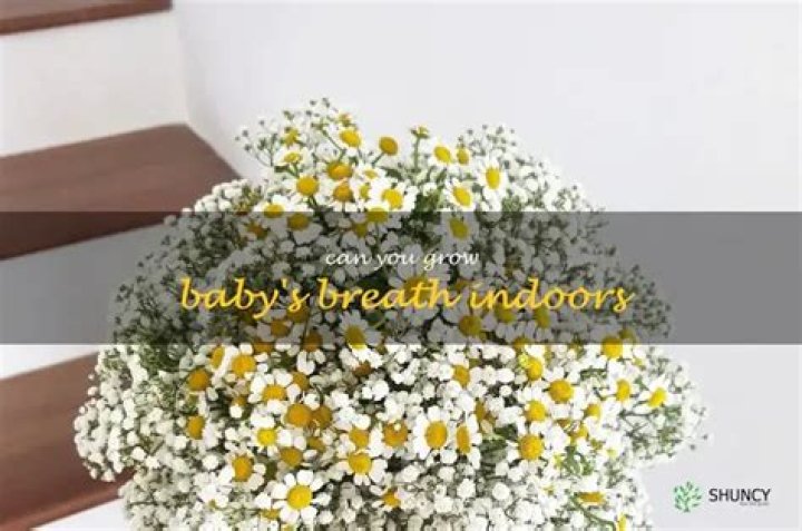 Can I grow baby's breath indoors?