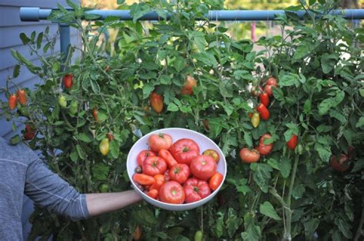 Can I overfeed my tomatoes?