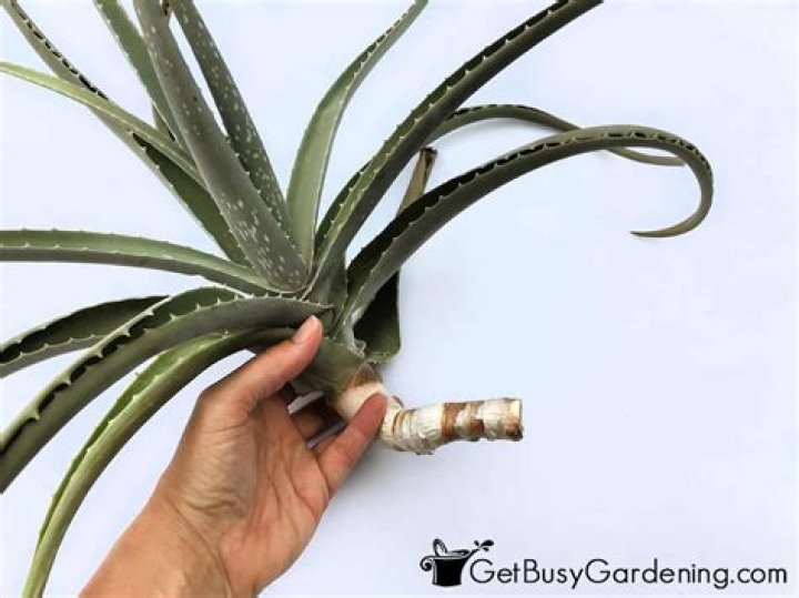 Can I put aloe vera on my piercing?