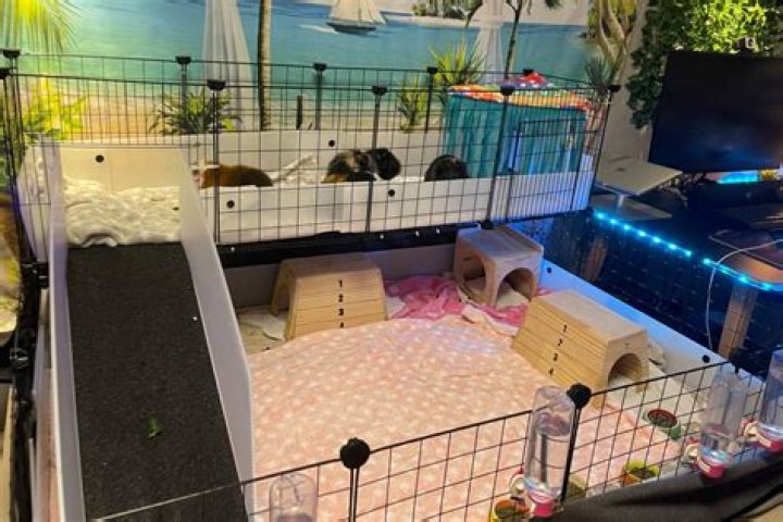 Can I put my guinea pig on my lap?