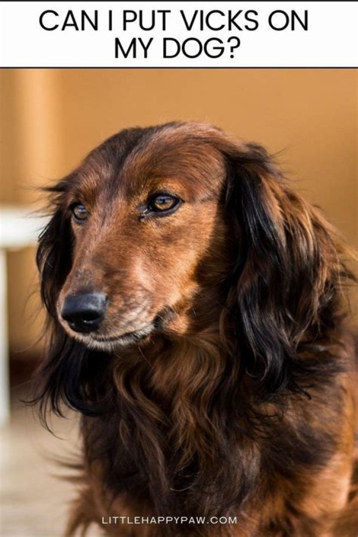 Can I put Vicks on my dog?