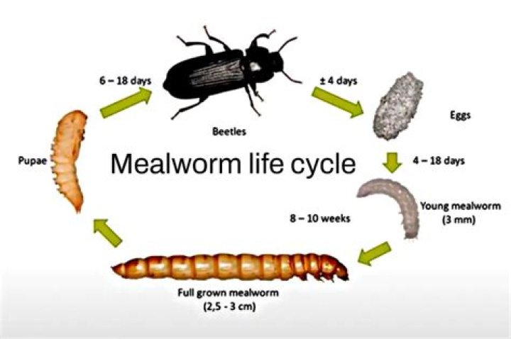 Can I release mealworms into the wild?