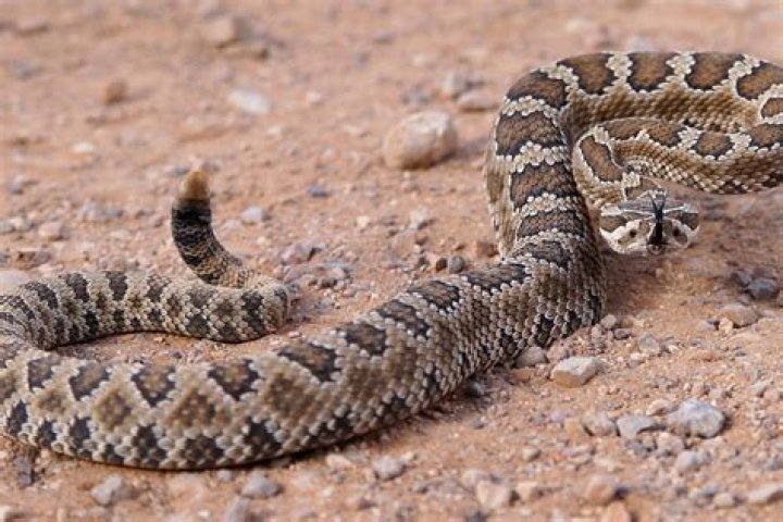 Can I run away from a rattlesnake?
