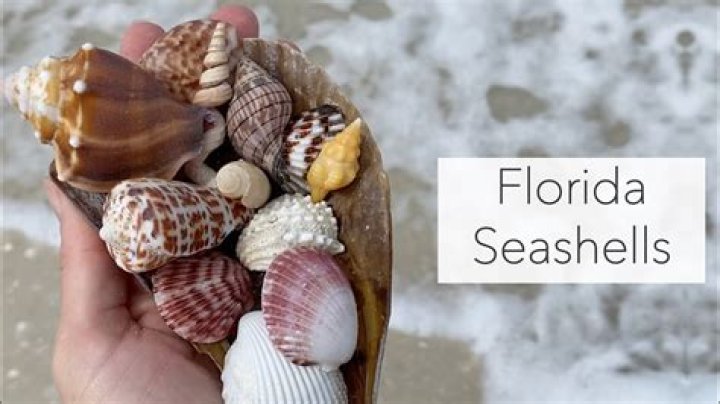 Can I take shells home from Belize?