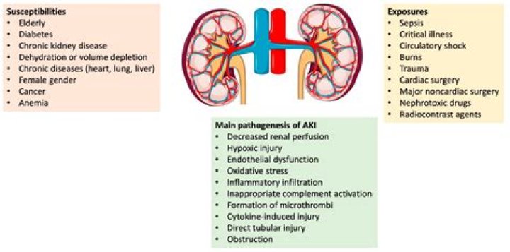 Can moringa cause kidney damage?