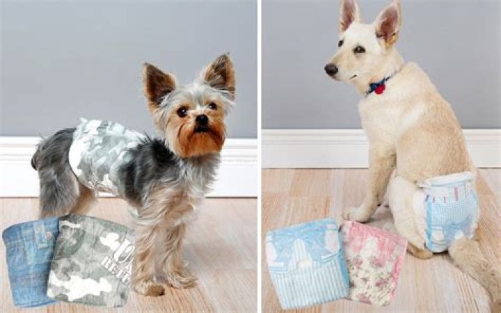Can older dogs wear diapers?