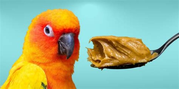 Can parrots eat peanut butter?