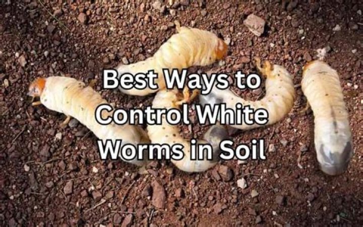 Can Paul control worms?