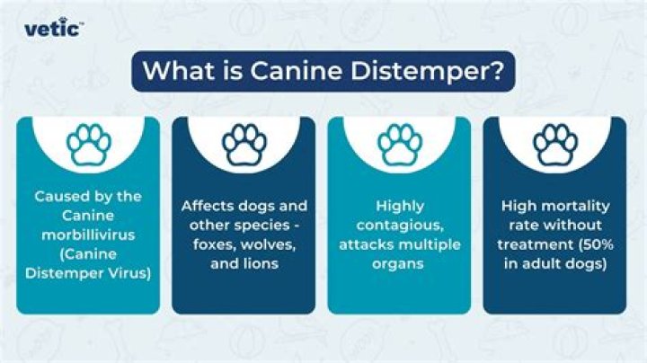 Can people get distemper?