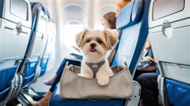Can Shih Tzu fly on planes?