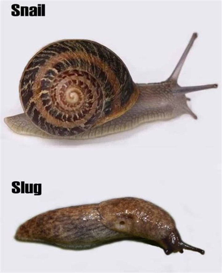 Can snails bleed?
