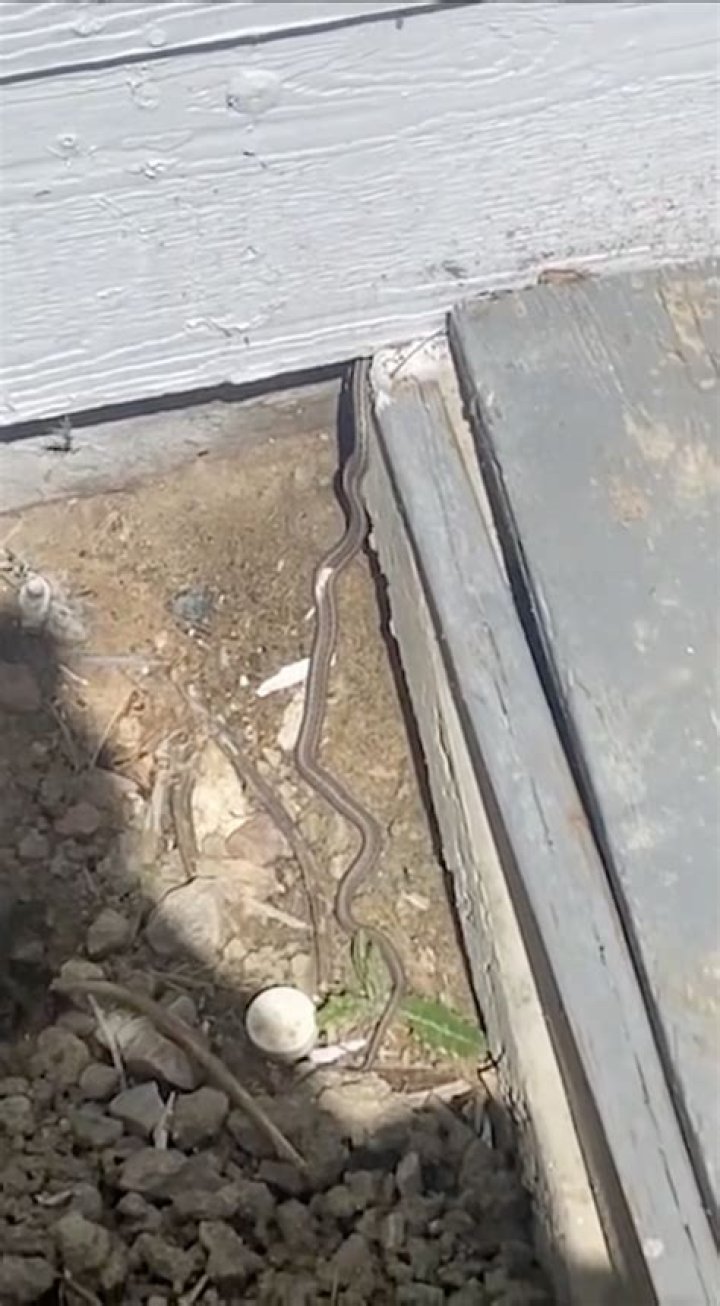 Can snakes come through windows?