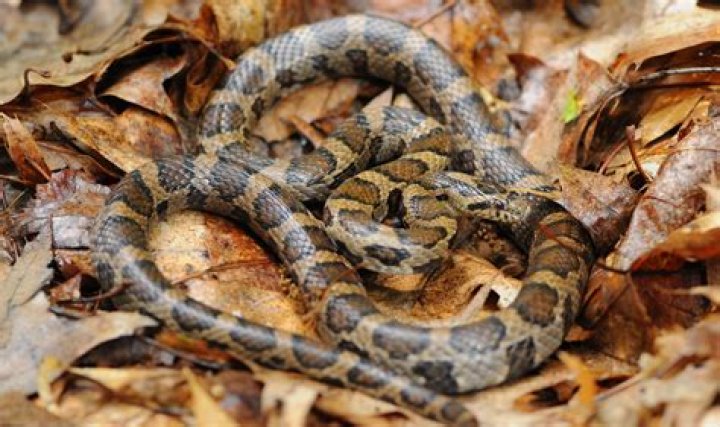 Can snakes live in your mattress?