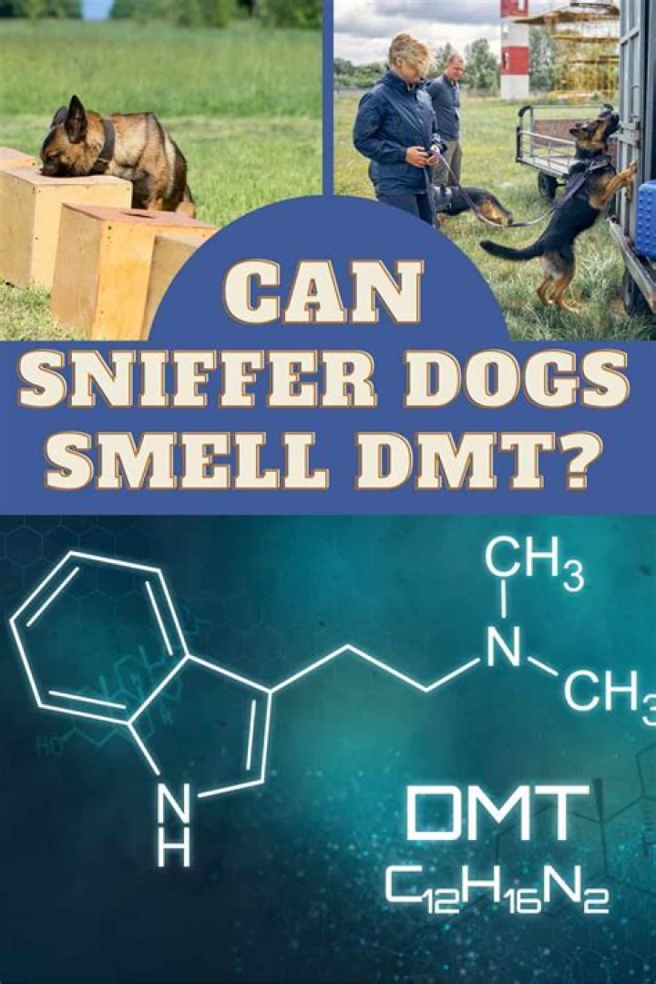 Can sniffer dogs smell cigarettes?